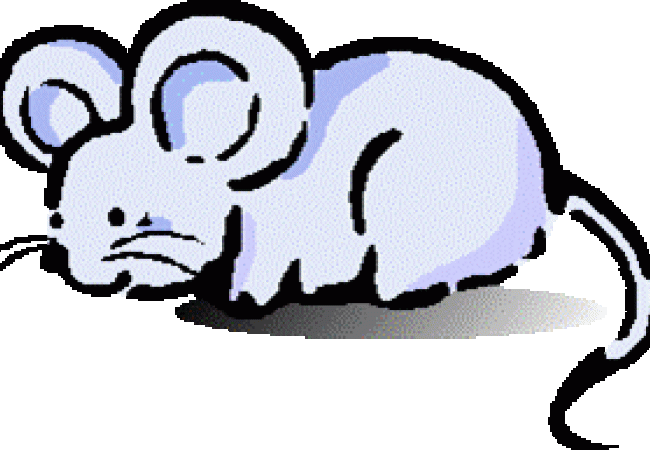 Ratjes